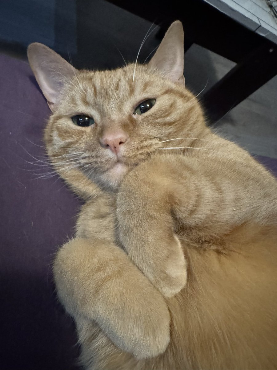 kobertthecat's tweet photo. a smile for u from kobert https://t.co/jGl98yk44A