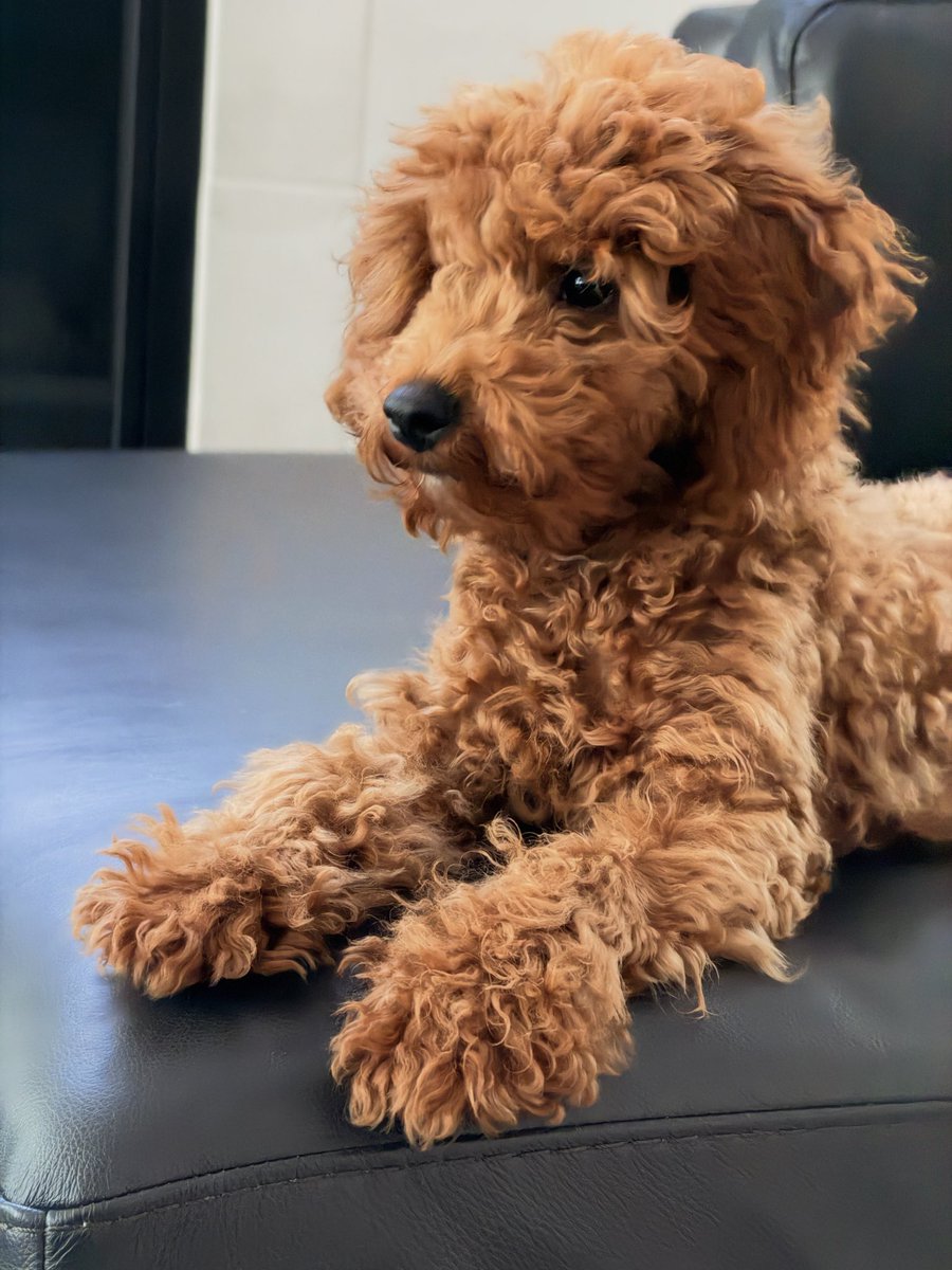 _kdots_'s tweet photo. To be so cute yet so annoying that it makes you ugly…meet Theodore 🫠 #poodle #puppy #friedchicken https://t.co/gIL8oZIBeK