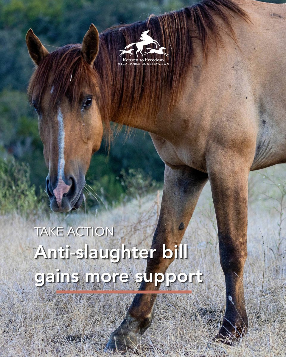 ReturnToFreedom's tweet photo. The Save America’s Forgotten Equines (SAFE) Act reached 225 cosponsors on Monday. That’s the most support that anti-slaughter legislation has received since 2020, when the bill amassed 227 cosponsors.

Send a message to Congress: https://t.co/1r5WRsPtRJ #horses https://t.co/i8T772XglD