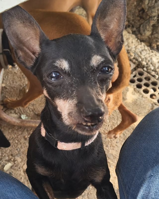 SosAbuelos1's tweet photo. Esta chiquitina de 3 kg y 9 años es #ZAIDA. Por motivos de alergia familiar ya no puede seguir con ella

Es estupenda. Está sanita (le falta un trocito de labio y de lengua inapreciable).

¿Quieres conocerla?

Contacto: salvemospodencos@gmail.com (explica tu situación familiar) https://t.co/HoRUdYHcX2