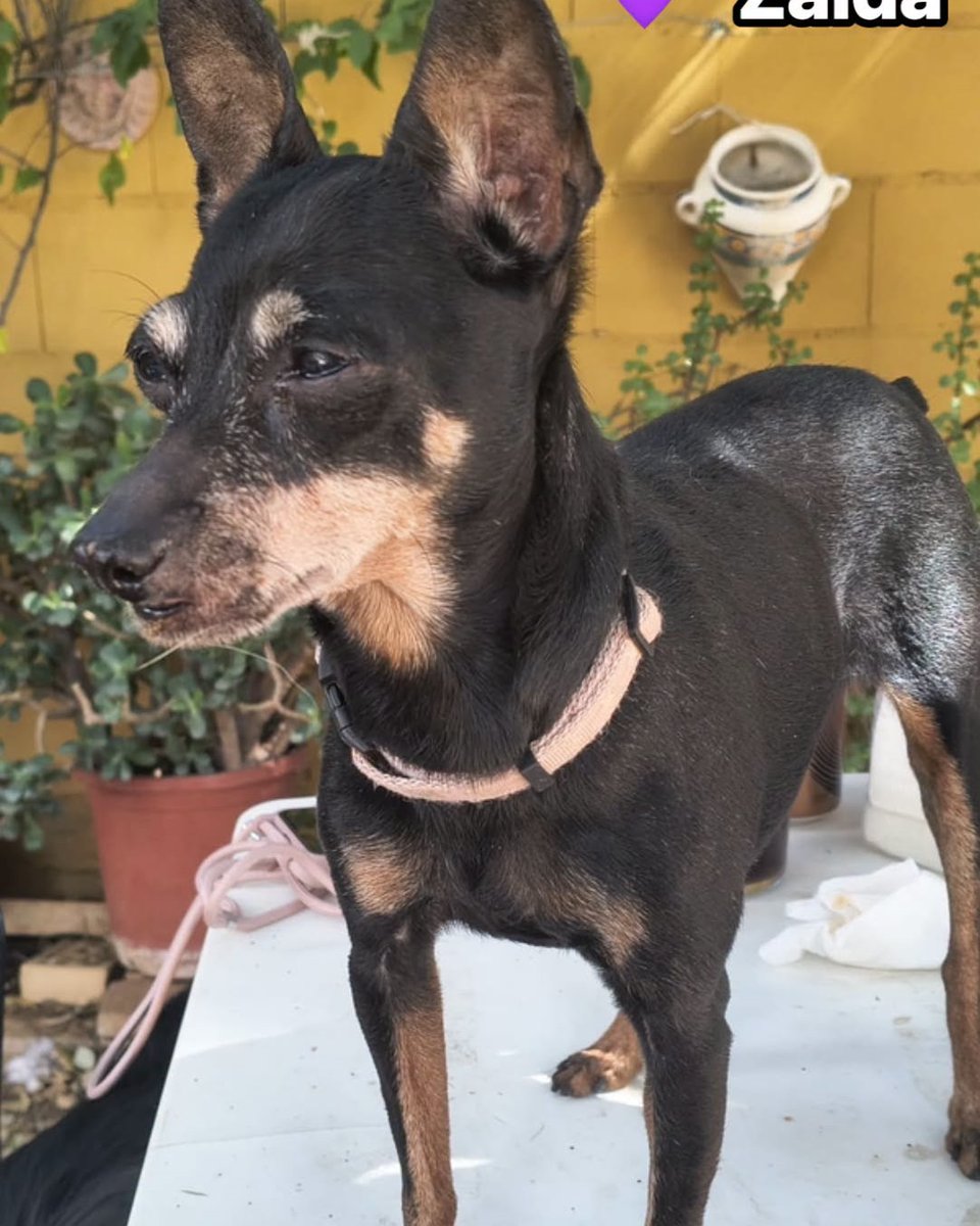 SosAbuelos1's tweet photo. Esta chiquitina de 3 kg y 9 años es #ZAIDA. Por motivos de alergia familiar ya no puede seguir con ella

Es estupenda. Está sanita (le falta un trocito de labio y de lengua inapreciable).

¿Quieres conocerla?

Contacto: salvemospodencos@gmail.com (explica tu situación familiar) https://t.co/HoRUdYHcX2