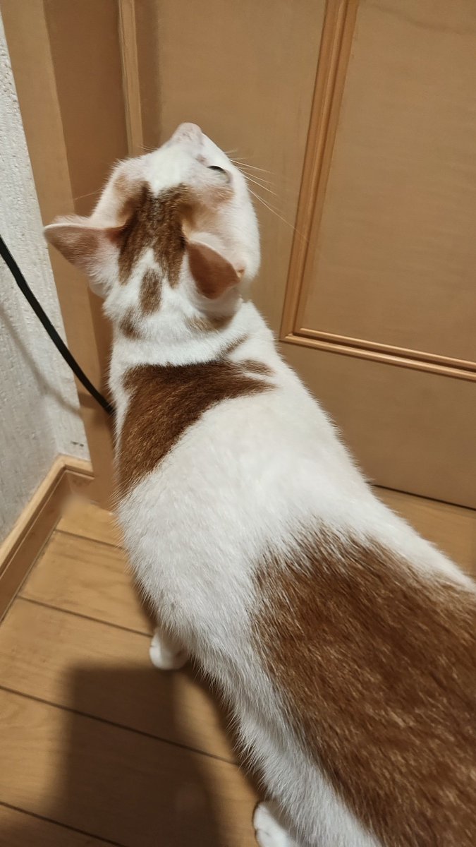 NITOLI_twitch's tweet photo. ご要望にお応えして部屋の前ガン待ちネッコを置いておきます https://t.co/FGsIQ8wbw1