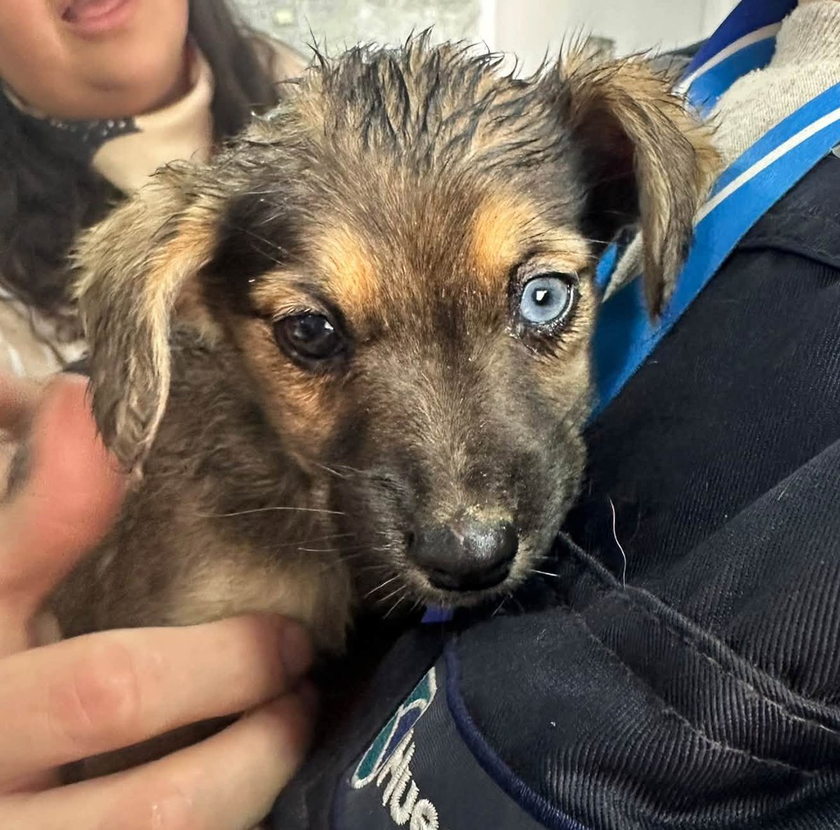 eltuitdemarsh's tweet photo. Rescataron a esta perrita, de 2 meses, desde el borde de un canal y le buscan adopción. Fue evaluada por un veterinario. Se encuentra sana, pero algo desnutrida. Está muy asustada y necesita del calor de un hogar. Si deseas dárselo, comunícate al 928239745. Favor RT!
#Huechuraba https://t.co/F3XfrYHzkb