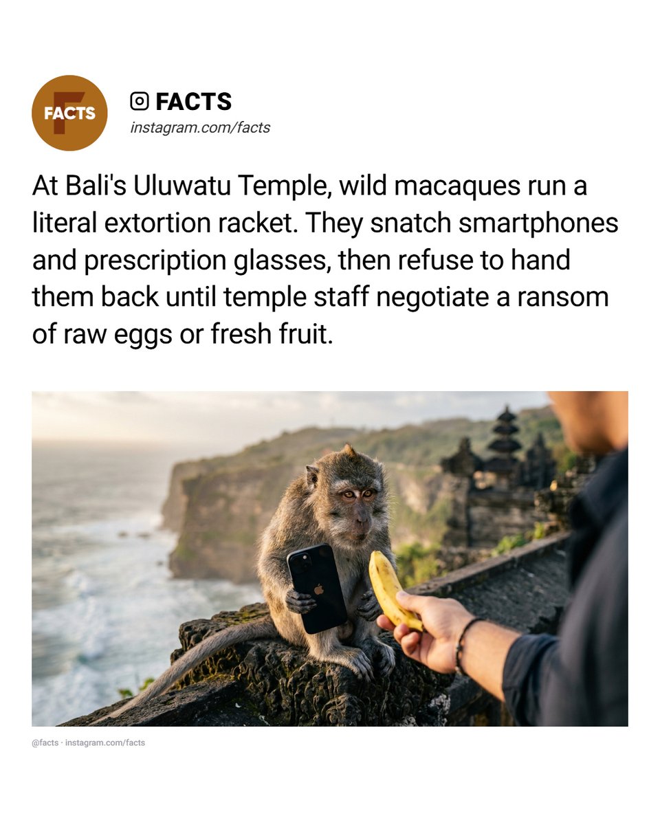 MalorieValrk's tweet photo. Wild monkeys in Bali have mastered hostage negotiations: long-tailed macaques steal tourists’ phones, wallets, and glasses, then demand food ransoms. The tradition is learned across generations, with higher-value items earning better rewards. https://t.co/r2J8UXLrJ2