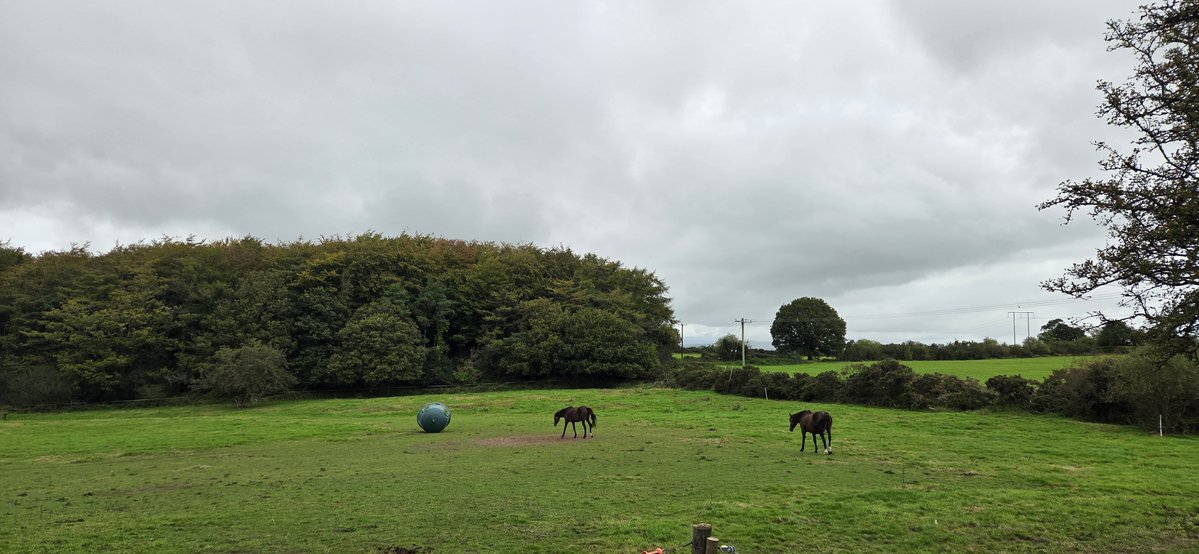 fitzyok's tweet photo. Lá scamallach ach bog(cloudy but humid day). An gort treafa agus fuirsithe(field ploughed and harrowed). Capaill ag lorg féar tirim(horses looking for hay).
Cáirde(Friends) cothrom an laé seo(on this day) i 1994. Ar thaitin 'Friends' leat 🤔
#365daysofGaeilge
#365daysofwalking https://t.co/fg7TndK43A