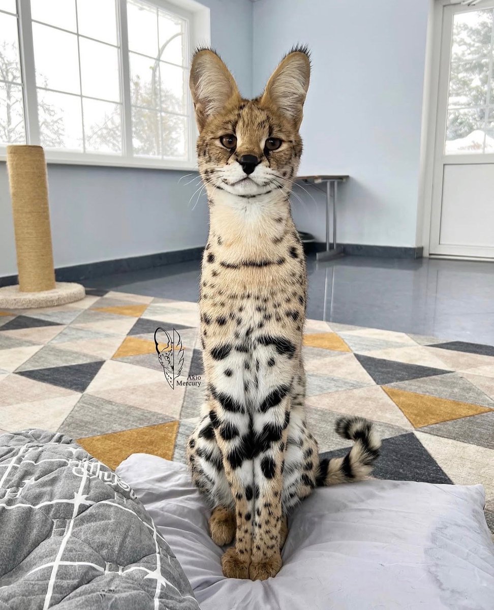 catoftoday's tweet photo. Cat of the day 6- Serval 

• found in: Sub-Saharan Africa
• habitat: Savannas and wetlands
• eats: Rodents, birds, and frogs
• status: Least Concern https://t.co/vcfrnVP16x