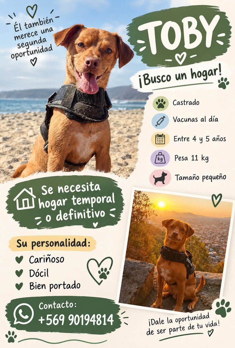 eltuitdemarsh's tweet photo. Fue rescatado del Río Mapocho. Lo castraron, vacunaron y desparasitaron. Tiene entre 4 y 5 años, es de tamaño pequeño, muy dócil y juguetón. Lo van a dejar a domicilio. Si puedes darle temporal o deseas darle un hogar para siempre, comunícate al +56945627677. Favor RT!
#Santiago https://t.co/wbLDCETwFN