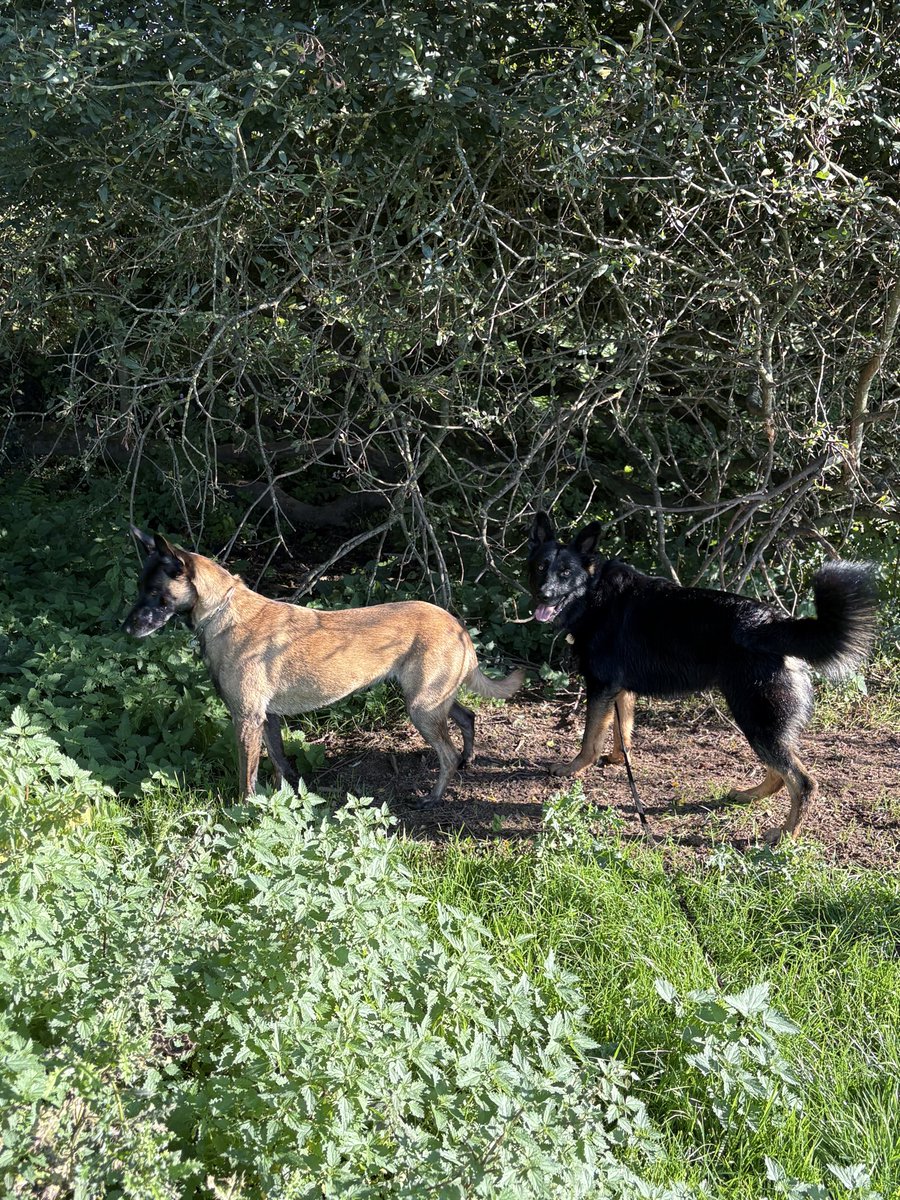 MikeandKim26's tweet photo. Koda and TPD Zee trying to blend into the surroundings but failed miserably 😂 🐾🐕 https://t.co/tqJlajATCe