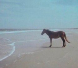 ArmoryEscapee's tweet photo. // I'm post limited on my Illuga at the moment. Though I'm gonna put this out here that if we're mutuals (on any account), you're free to DM, and even ask me for my Discord! 

I must go stare at the sea for the time being, my people need me /ref /silly https://t.co/bepqaSTU3O