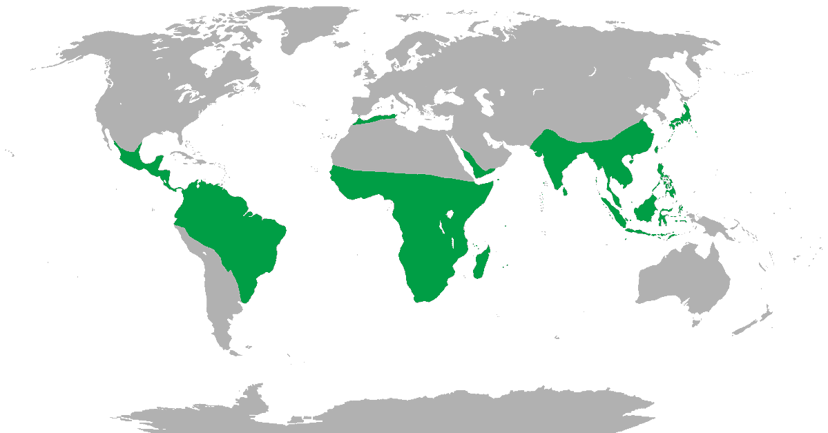 Civixplorer's tweet photo. 🐒 Global distribution of non-human primates. https://t.co/CUFrL8X8dP