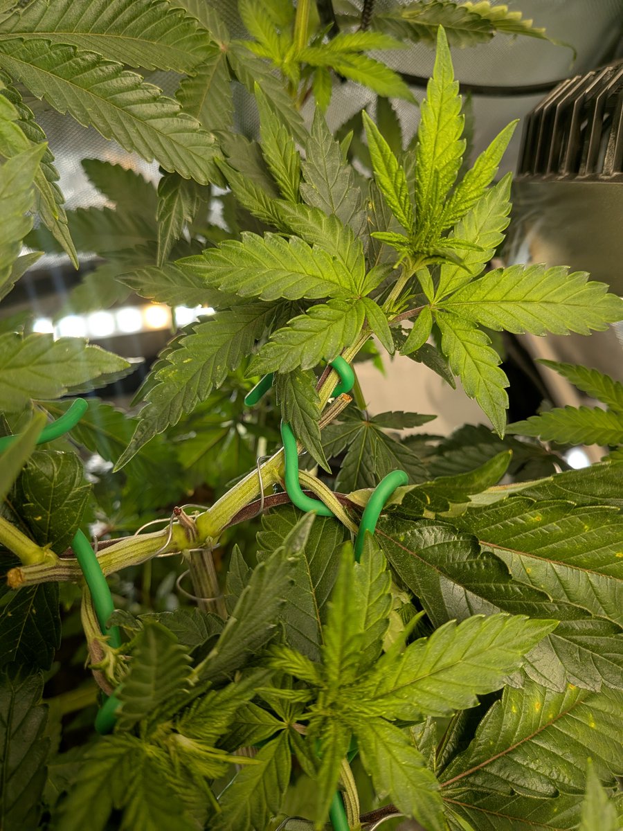wolfvb_grow's tweet photo. @TheHydroGuy Nice work, I like to take my time with them, few weeks and will flip this one https://t.co/Fcj2gtch4n