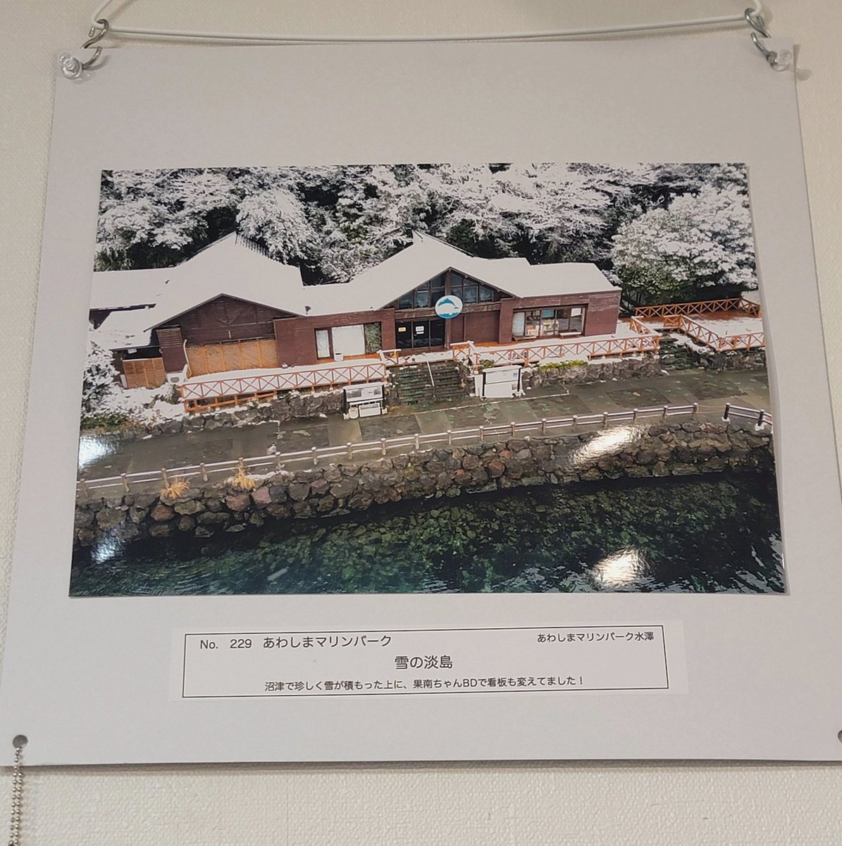 micintra's tweet photo. ちゃむちゃむ保護9日目
シャーシャー��止まらんwww愛すべきヘタレ猫www
パイセンを呼び鳴きするのにパイセン来たらビビり散らかす辺りマジでヘタレ😂
懐柔策のチュールは別皿に盛るも不発に終わる
餌の上に置いとく https://t.co/RnqoztfNpF