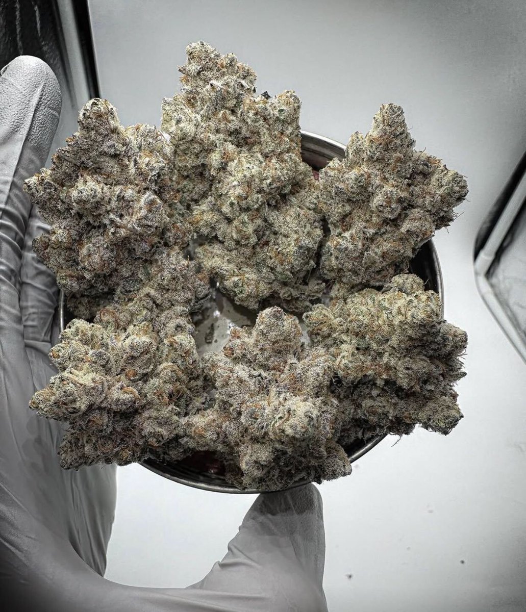 Germanykush1's tweet photo. Weed Berlin, Munich, Hamburg, Cologne, Frankfurt, Stuttgart, Düsseldorf, Dortmund, Essen, Leipzig, Bremen, Dresden, Hanover, Nuremberg, Duisburg, Bochum, Wuppertal, Bielefeld, Bonn, Münster, Karlsruhe, Mannheim, Augsburg, Wiesbaden, Gelsenkirchen, Mönchengladbach https://t.co/NtHJKbjY4A
