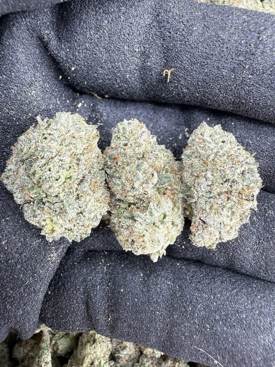 Germanykush1's tweet photo. Weed Braunschweig, Chemnitz, Kiel, Aachen, Halle, Magdeburg, Freiburg, Krefeld, Lübeck, Oberhausen, Erfurt, Mainz, Rostock, Kassel, Hagen, Hamm, Saarbrücken, Mülheim, Potsdam, Ludwigshafen, Oldenburg, Leverkusen, Osnabrück, Solingen, Heidelberg, Herne, Neuss, Darmstadt https://t.co/dU0Afjrs3H