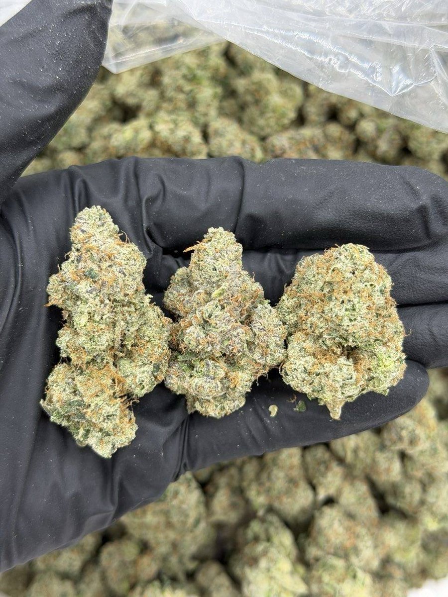 Germanykush1's tweet photo. Weed Paderborn, Regensburg, Ingolstadt, Würzburg, Fürth, Wolfsburg, Offenbach, Ulm, Heilbronn, Pforzheim, Göttingen, Bottrop, Trier, Recklinghausen, Reutlingen, Bremerhaven, Koblenz, Bergisch Gladbach, Jena, Remscheid, Erlangen, Moers, Siegen, Hildesheim, Salzgitter https://t.co/UgRaIUm5Gb