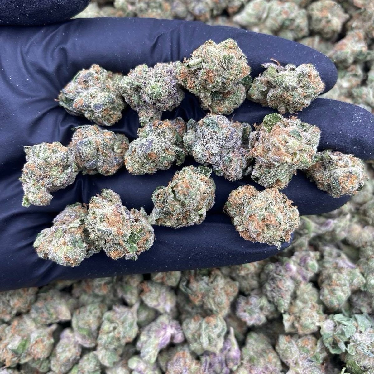 Germanykush1's tweet photo. Weed Bayreuth, Landshut, Celle, Fulda, Garbsen, Rüsselsheim, Tübingen, Castrop-Rauxel, Gladbeck, Viersen, Herten, Rheine, Detmold, Troisdorf, Wilhelmshaven, Lüneburg, Dorsten, Arnsberg, Delmenhorst, Landsberg, Sindelfingen, Rosenheim, Neubrandenburg, Bocholt https://t.co/QplBLCG8bJ