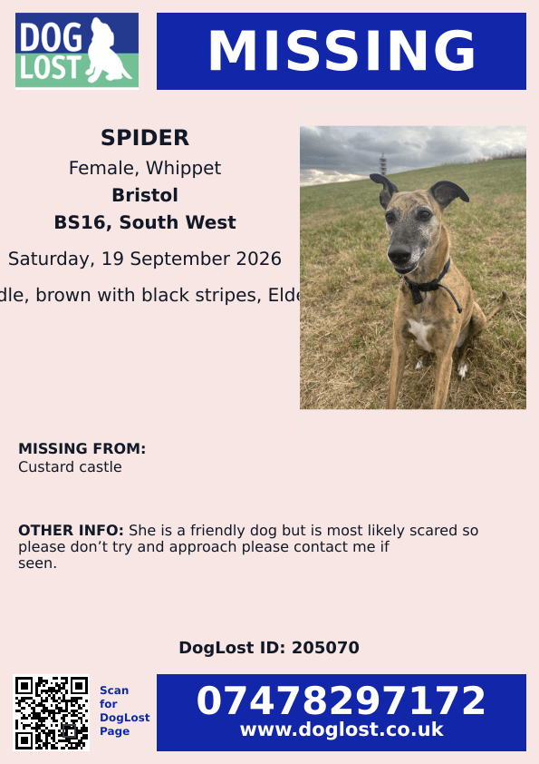 millypod1's tweet photo. 🆘19 SEPT 2026 #Lost Spider #ScanMe
ELDERLY Whippet Female
Custard Castle #BS16
Stoke Park Estate is a dower house #Bristol #Gloucestershire
https://t.co/JANvfkYe4z https://t.co/oEAy7JF3YK