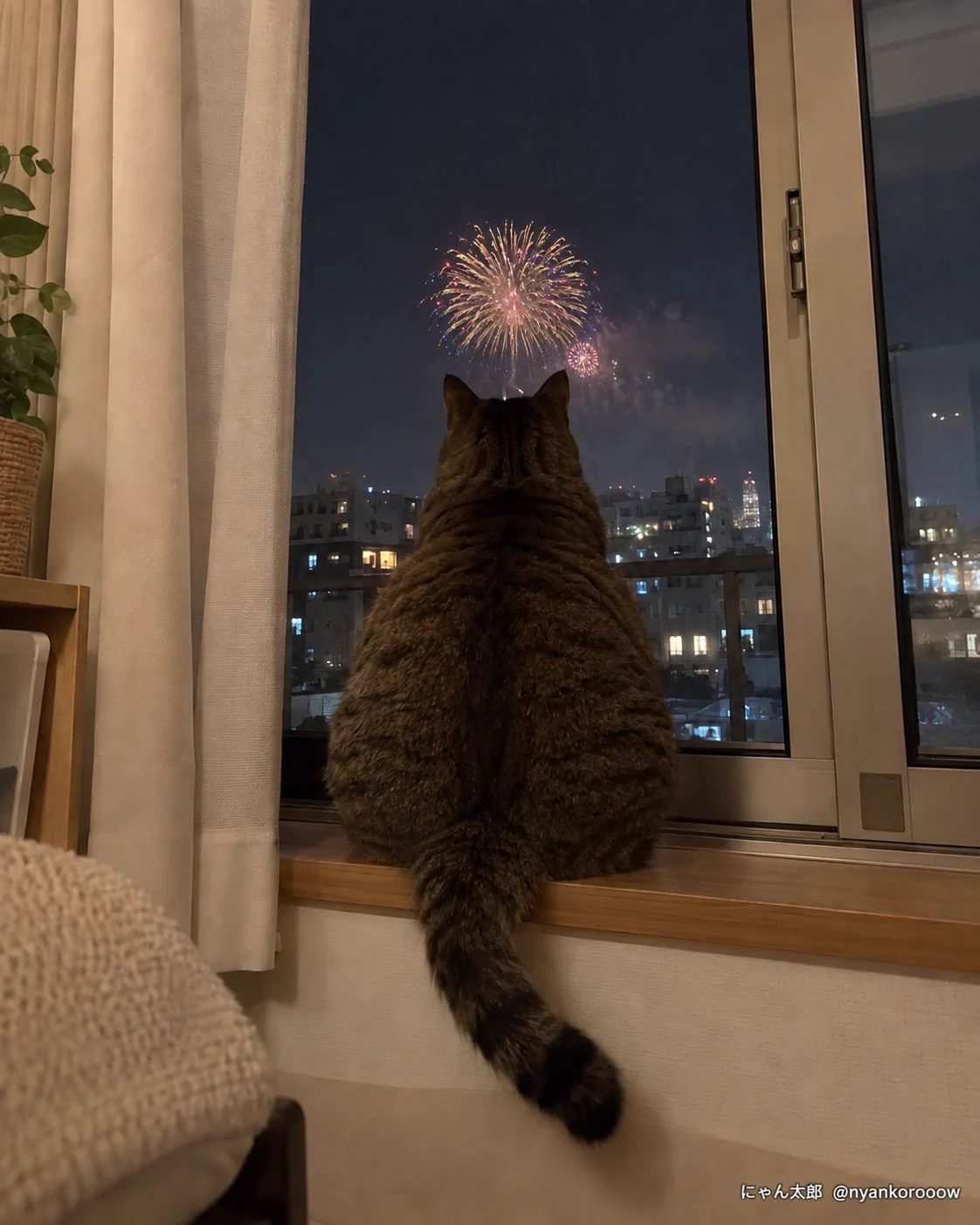 大輪花火とオーロラねこちゃん にゃん太郎｜猫画像｜Funny Cats on X: 