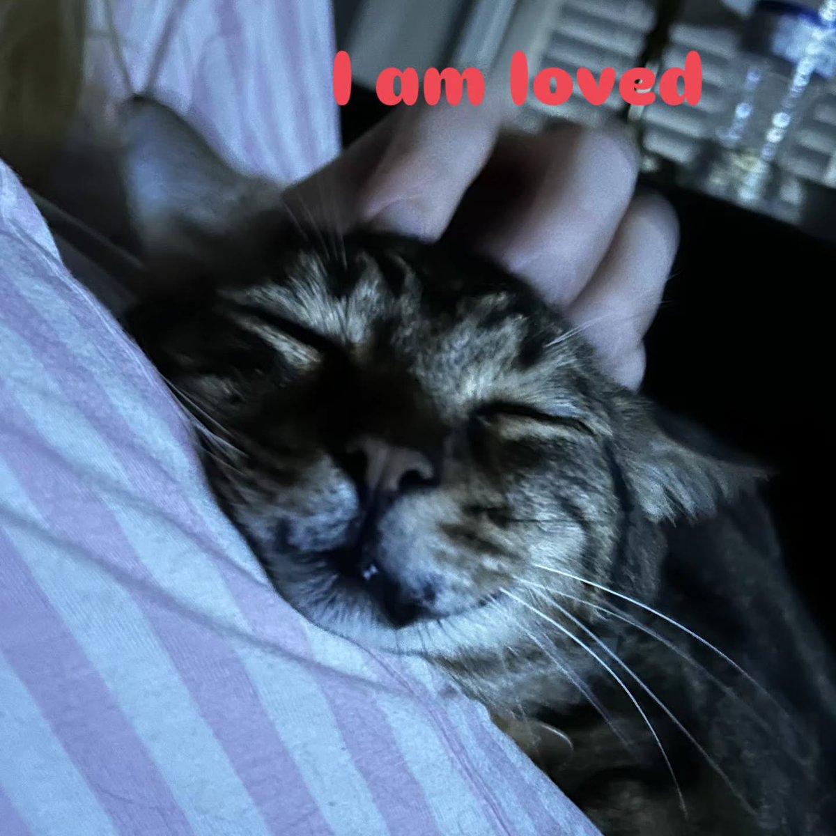 VerlieCooklae6's tweet photo. Gus rules this household. https://t.co/cn4u57B8lw