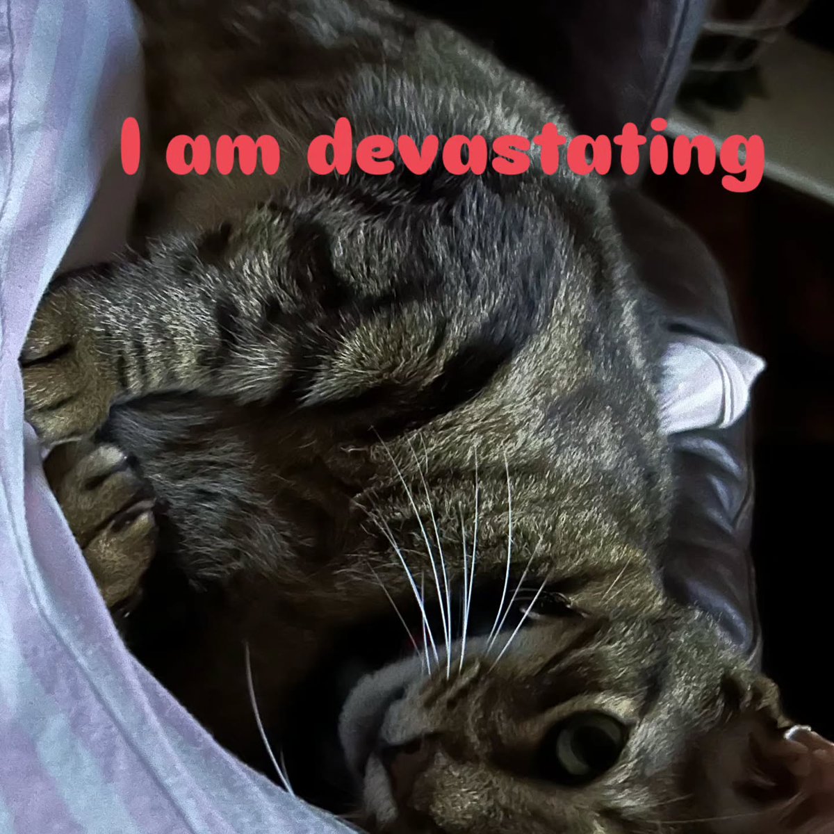 VerlieCooklae6's tweet photo. Gus rules this household. https://t.co/cn4u57B8lw