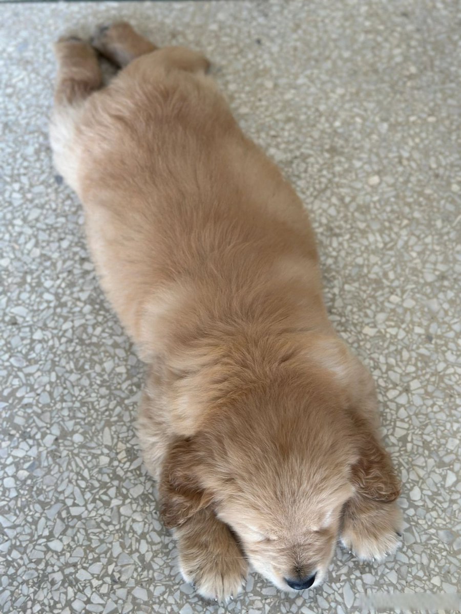 Clementinavmqz's tweet photo. My fur baby hit their 6-month milestone today!  They went from wobbly tiny pup to zooming around the couch like a little chaos gremlin in half a year. Love every messy, silly second of their growth! https://t.co/JXaVfx6U4T