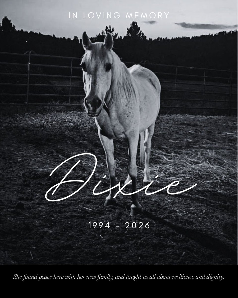 Resqranch's tweet photo. Saying goodbye is heartbreaking. We recently lost senior rescue horses Dixie and Sugar, and dog Wasabi. 💔

To honor their memory and support our surviving herd:
https://t.co/1zyQ2OWvZ9

#ResqRanch #AnimalRescue #SeniorPets https://t.co/KCO5Kq5oDN