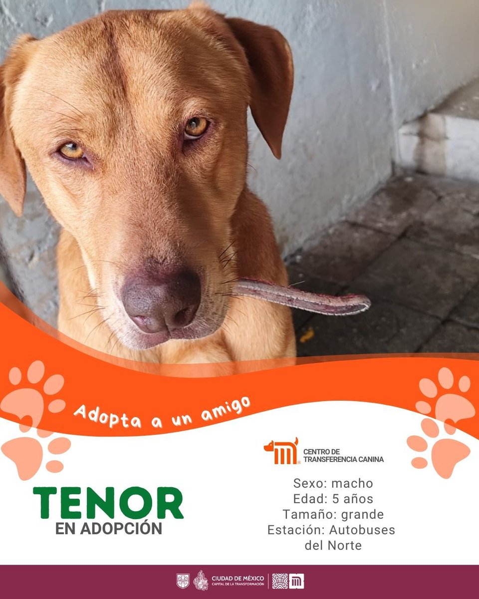 MetroCDMX's tweet photo. "Tenor" está en busca de una familia, si deseas darle la oportunidad de ser adoptado comunícate con el @ctcdelmetro, vía e-mail a: ctc@metro.cdmx.gob.mx  
Consulta requisitos de adopción en 👉🏼 https://t.co/vy9M5dnTRh 🐾  #AdoptaNoCompres 🐶🏡 https://t.co/G0GQ7AE1Pn