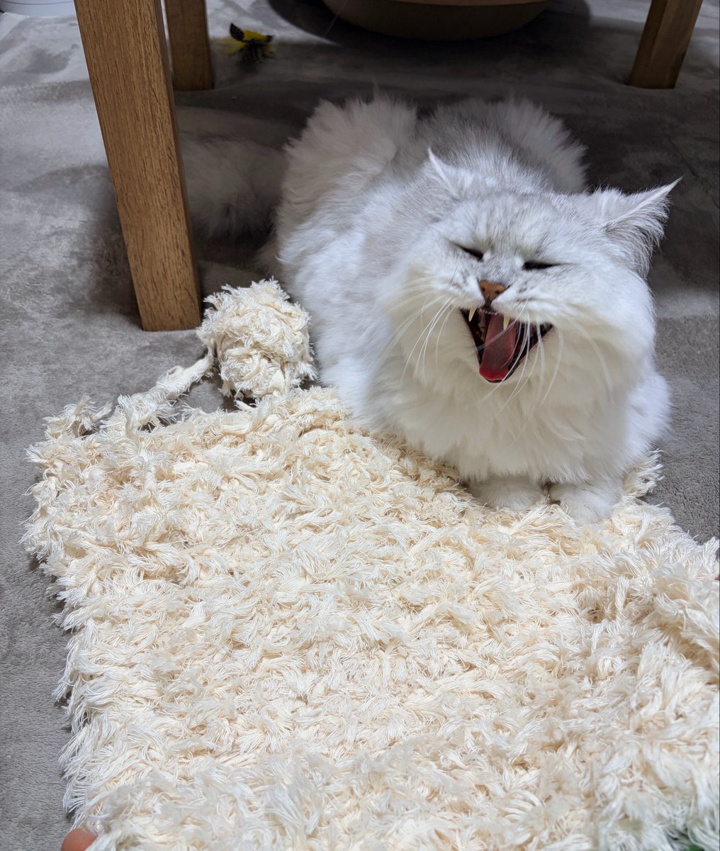 nekoboogie's tweet photo. にゃんこ用ラグ編み中 https://t.co/89IEApxErT