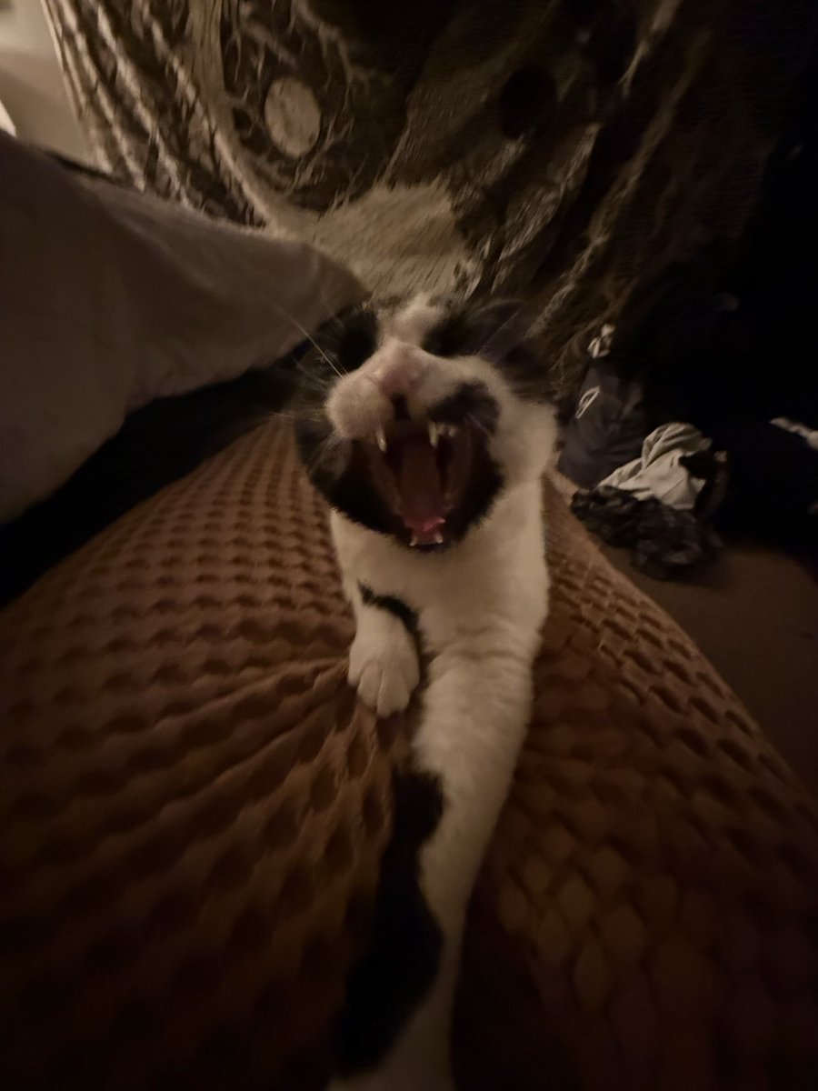 escapethemirage's tweet photo. my favorite genre of photo https://t.co/gDJahskZ7K