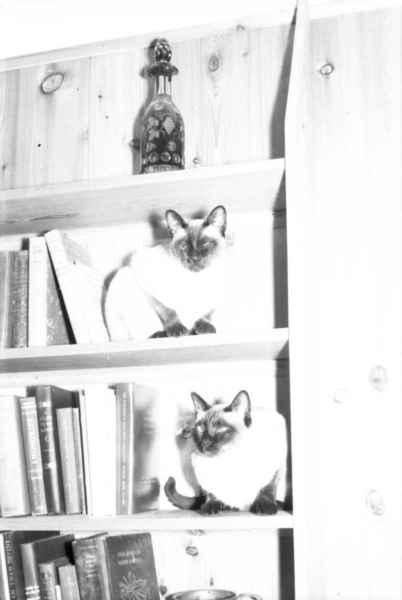 StateLibraryFL tweet picture