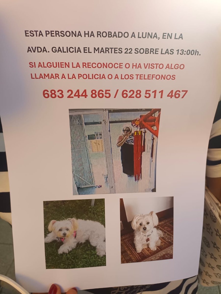 LauraAriastv's tweet photo. Alguien se ha llevado a Luna, hoy, a las 13 horas, de la puerta de un comercio en la Avda de Galicia, en Gijón. Justo cuando su dueña entró a comprar unas bolsas para sus necesidades. ¿Podéis ayudarnos a que vuelva a casa? https://t.co/rkAtXXulu7