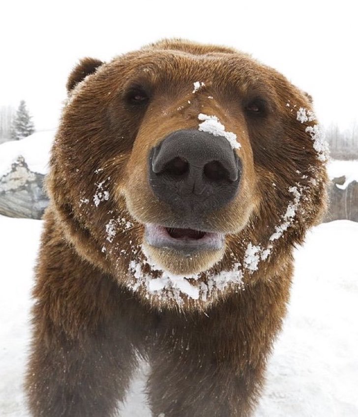 Bearlymedical's tweet photo. For fat bear week i declare a 500%, tariff on ozempic and a 99% discount on salmon https://t.co/RRXZOazUtD