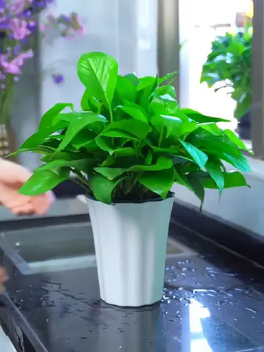 YuliaRanti1's tweet photo. [Water your pothos when the top 2 inches of soil feel dry—this low-maintenance green pal will thrive without fussy care!] https://t.co/kSAnXZGU74