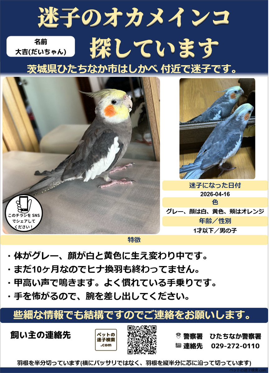 i_li_ke_hot_dog's tweet photo. まだまだ諦めず探してます。
よろしくお願いいたします🙇‍♀️
 #オカメインコ #迷子ペット #迷子鳥 #インコ #拡散希望 #ロスト #オウム #迷子 #迷子インコ #茨城県 #茨城県ひたちなか市 #ひたちなか市 https://t.co/PCjO0eji1S