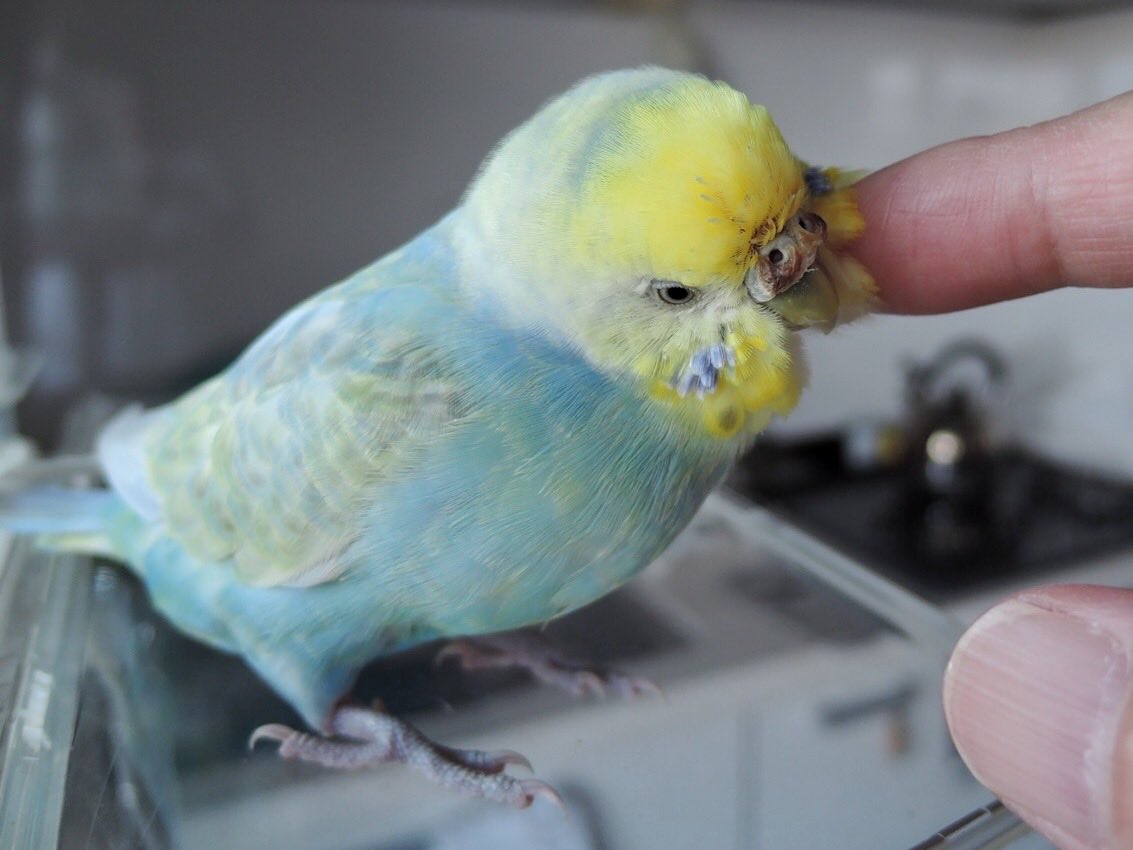 sekiseihouse's tweet photo. グッドモーニン❗️水曜日❣️(。-∀-)🙏🪦🌈
＃セキセイインコ ＃秋分の日 ＃彼岸 https://t.co/F2DP8ApA3g