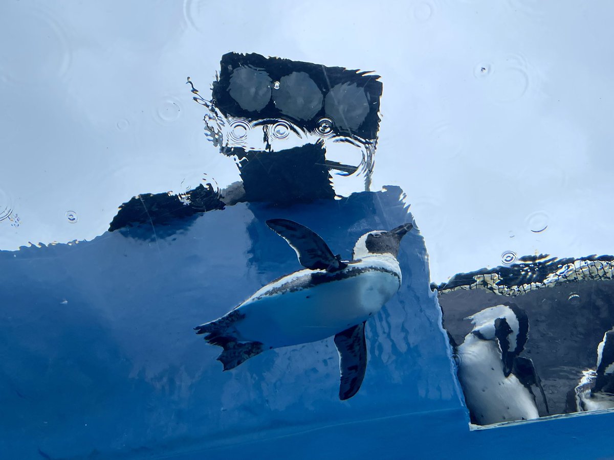 Na_chi1010's tweet photo. サンシャイン水族館

#日常垢 https://t.co/ISGlgy3zf1