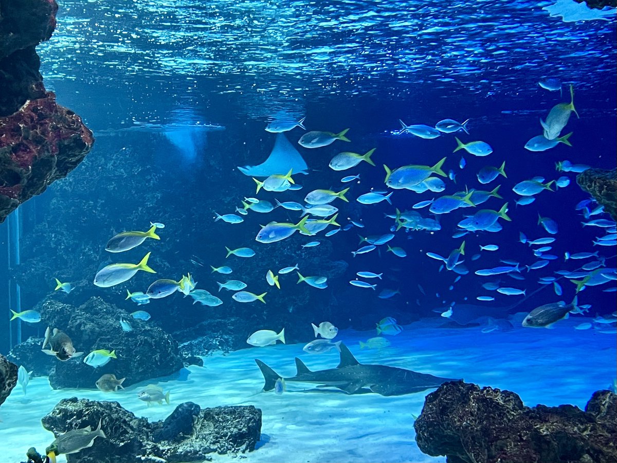 Na_chi1010's tweet photo. サンシャイン水族館

#日常垢 https://t.co/ISGlgy3zf1