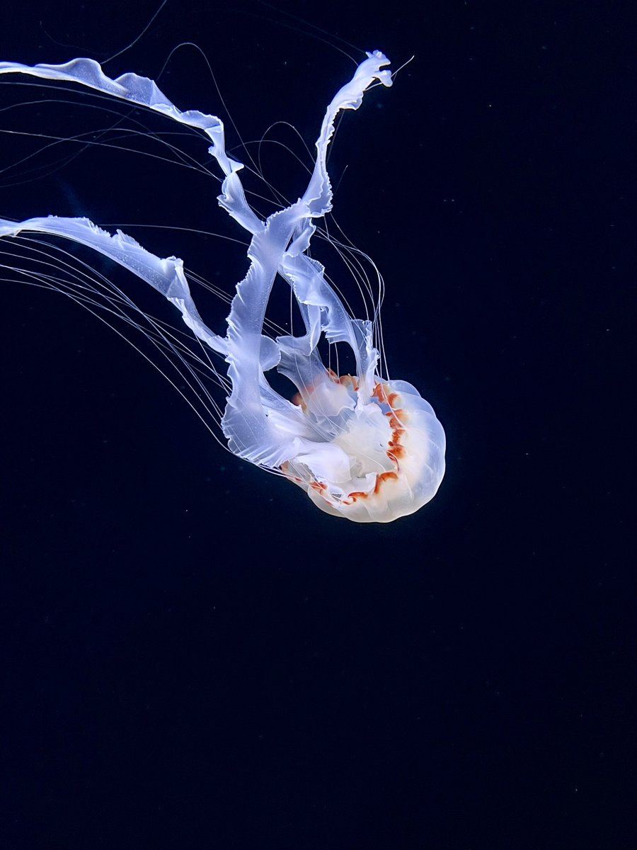 Na_chi1010's tweet photo. サンシャイン水族館

#日常垢 https://t.co/ISGlgy3zf1