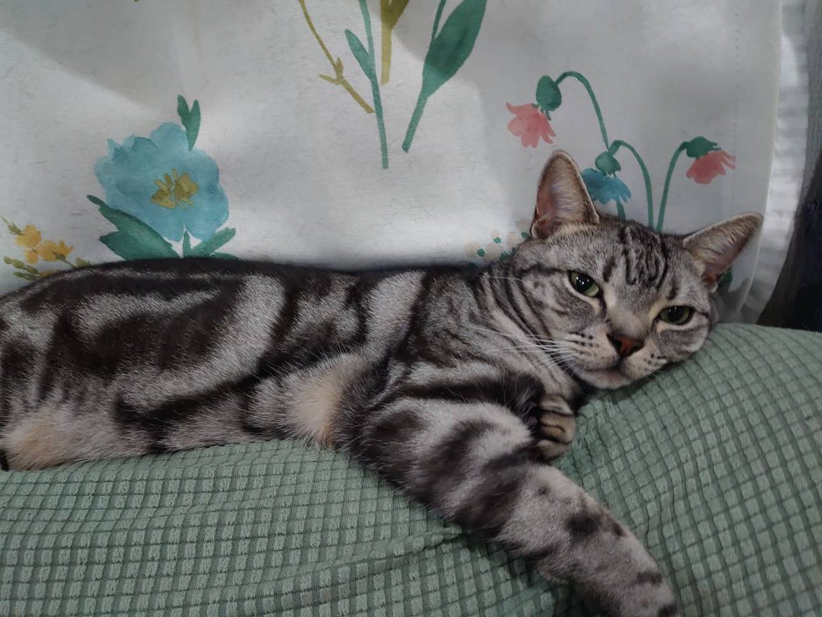 ponco2and2's tweet photo. 明日から仕事で落ち込んでそうなぶんたさん🐱 https://t.co/P2QJzg8cZQ