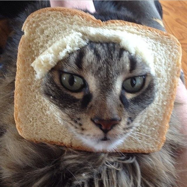 JenniferPe4414's tweet photo. @INBREDCATONSOL I love cats! I am one of the cat enthusiasts. https://t.co/zD1sEp61dA