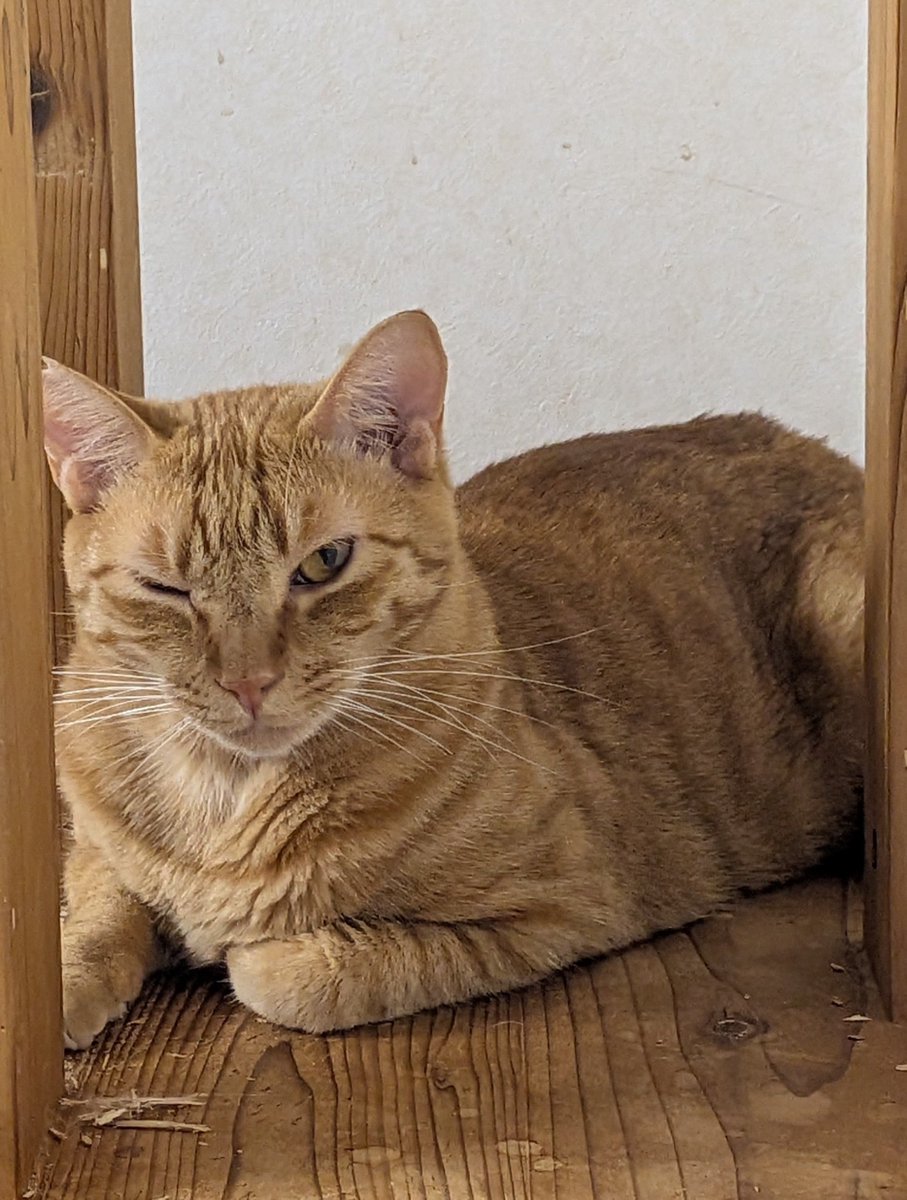 KS2484sougi's tweet photo. ネコの事など気にもとめぬ者ほど「猫＝野生動物」と認識しておる。
まさか「猫は野生動物だから外を自由に歩きまわれるほうが望ましい」なんて考えている猫好きなんていないよな？

猫は室内飼育に適するよう品種改良された品種てすけど？ https://t.co/qwDvdZCuAK