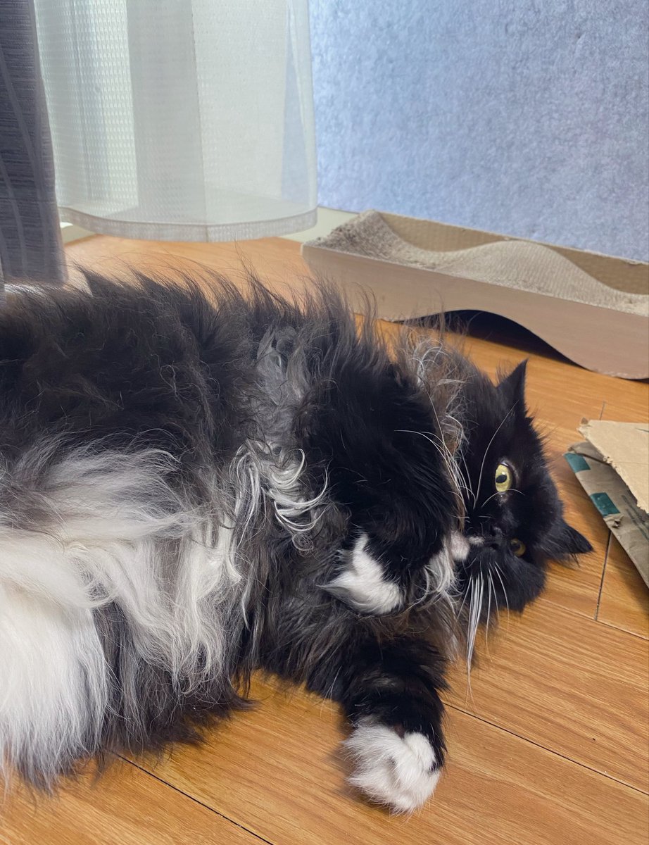 MBatsu's tweet photo. やや肥満と言われた猫🥺 https://t.co/JujHoJ2fZv