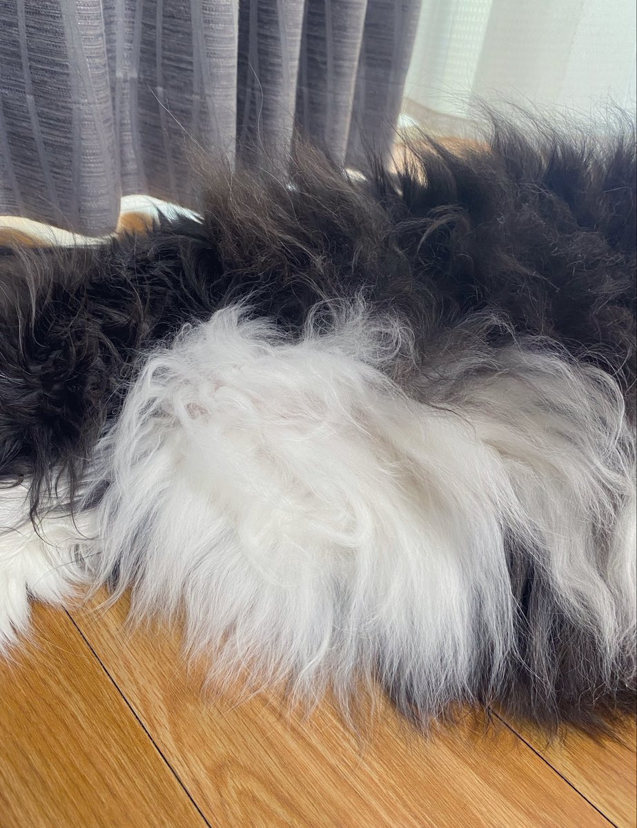 MBatsu's tweet photo. やや肥満と言われた猫🥺 https://t.co/JujHoJ2fZv