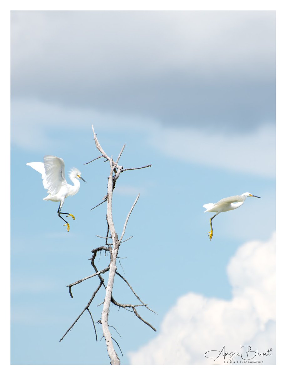 smile1fish's tweet photo. 💛 The sky dance of the snowy egrets. I was photographing one perched high on a tree when another swept in. They looked like ballerinas with a beautiful cloud backdrop. ~ Beer Can Island-across from AMI (9-22-26) ❤️ 📷 Angie Blunt #annamariaisland https://t.co/37x6qmNJnO