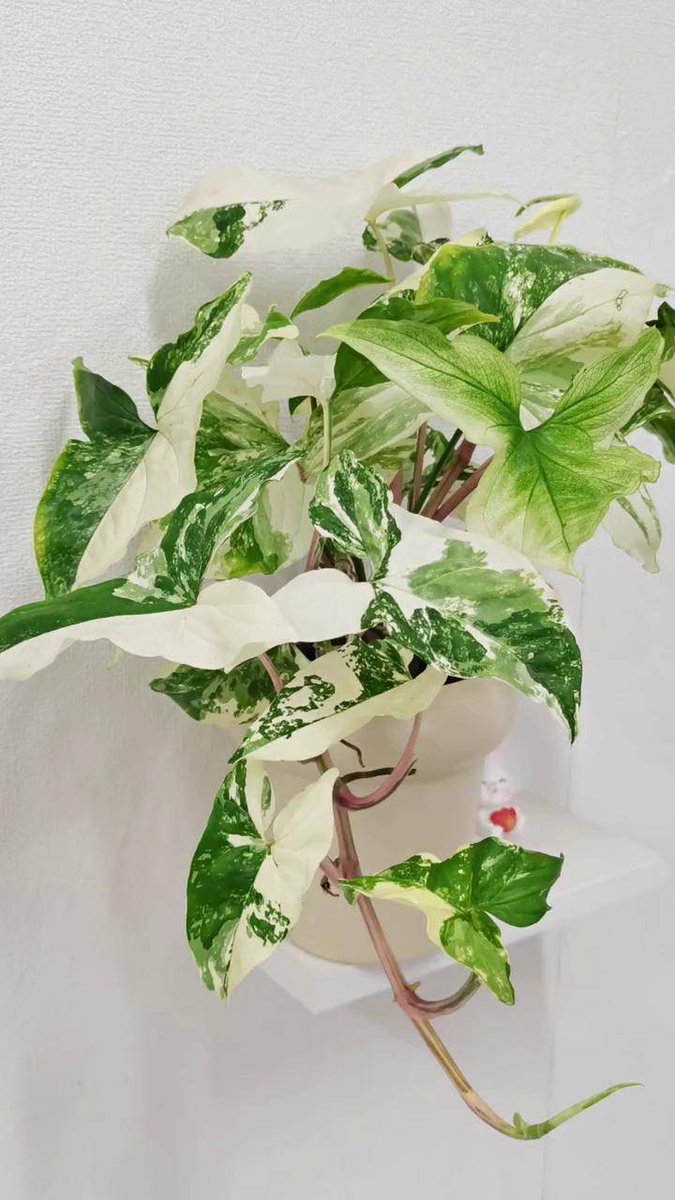 Neniyul37108229's tweet photo. Pro tip for your pothos: Let its soil dry out fully between waterings  – it’s a drought-tolerant superstar that hates soggy roots! https://t.co/s2wgvNZv6J