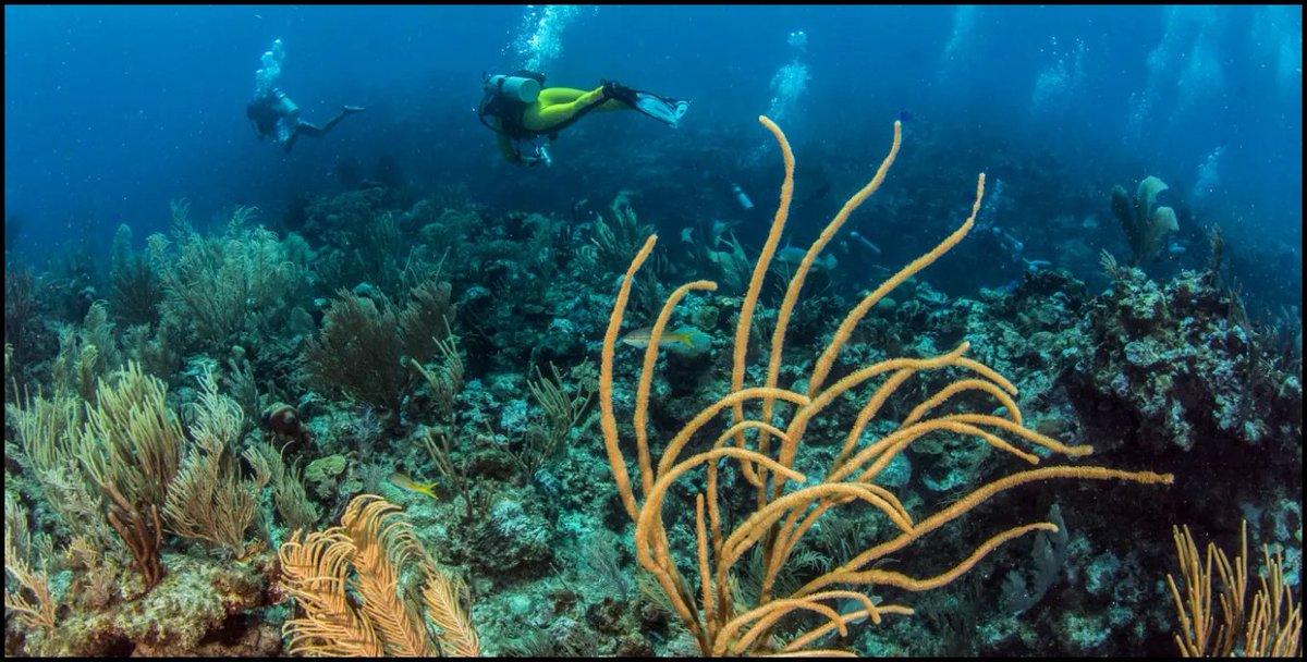 itcof_travel's tweet photo. Belize/Ambergris Caye 4 nights with Air (MIA) Transfers Tour from $2316 pp
Request a Quote https://t.co/eGIjK6WGY3
#itcoftravel #traveldeals #EndlessPossibilities #AdventureAwaits
#ultimatevacations #LuxuryVacations #CustomFamilyVacation #BudgetFriendlyVacations #creatingmemories https://t.co/M36lMznoNw