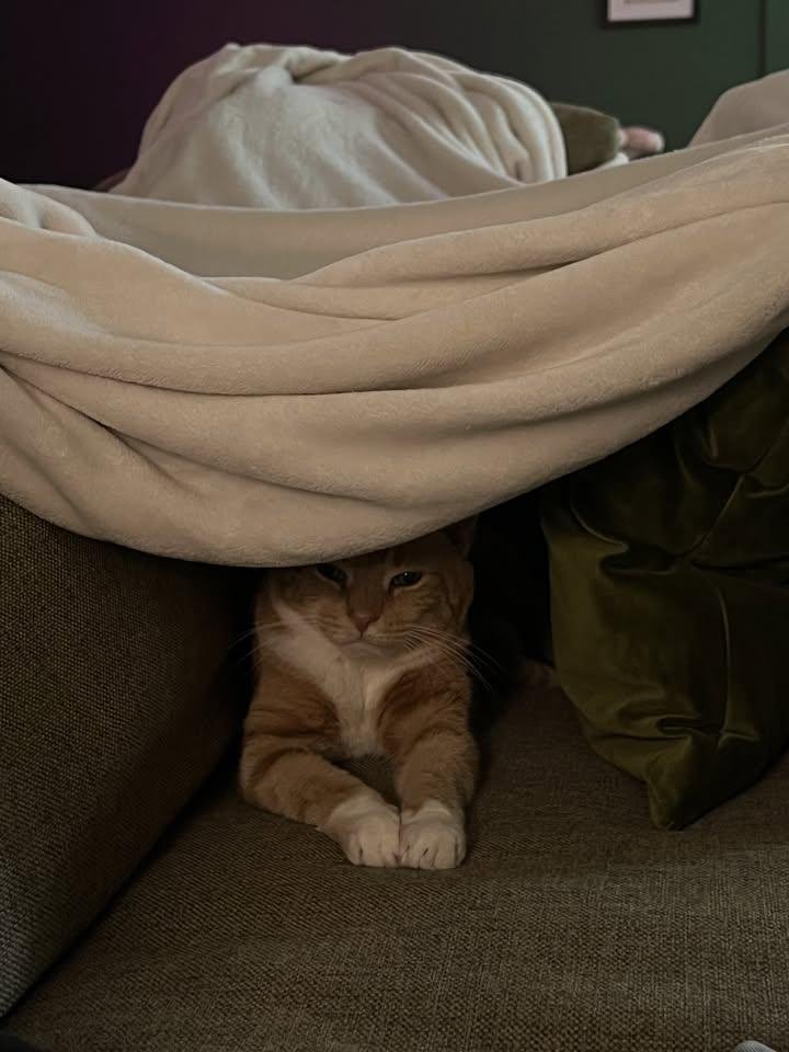 HotGingerbc tweet picture