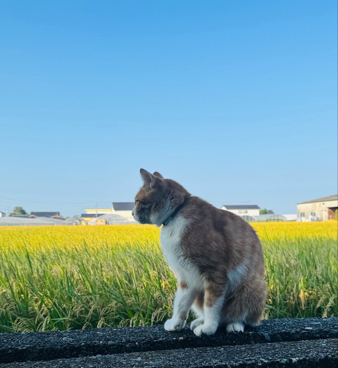 PechaKuchabeck's tweet photo. 安心してください脱走してますよ https://t.co/zvIQQ1XkSu