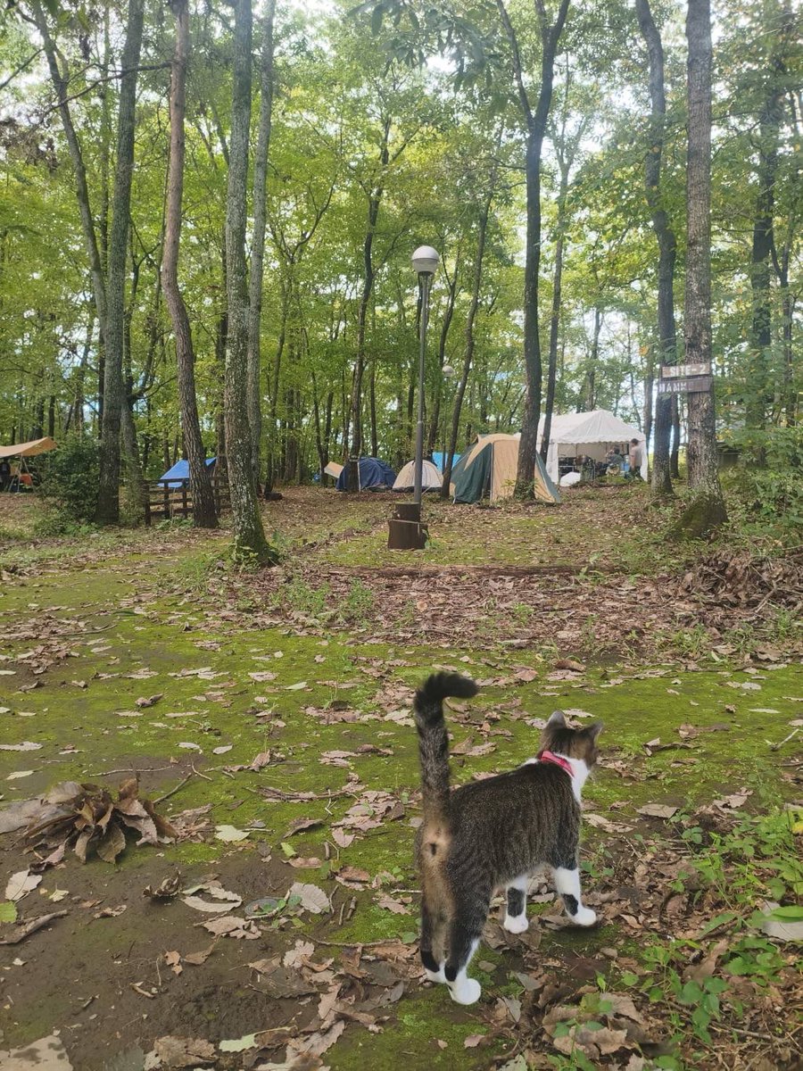 7satocamp's tweet photo. 🍁シルバーウィーク最終日！

今日は涼しく、秋キャンプにぴったりの過ごしやすさ🌲⛺

さらに本日は平日割引でお得！
連休の締めくくりに七里の森でのんびり過ごしませんか？

当日予約も受付中！

#フォレストピア七里の森 #茨城キャンプ #秋キャンプ https://t.co/1jAMs3yA8B