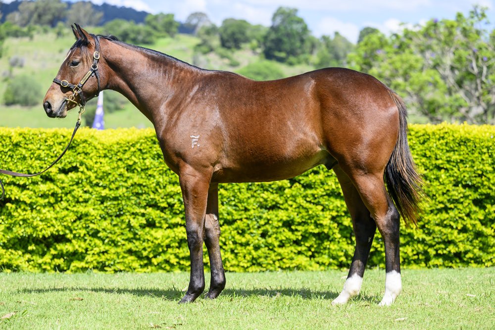 cwallerracing's tweet photo. 🪽WHAT’S IN A NAME WEDNESDAY 🪽

Geryon (Better Than Ready x New Wings 23G) 

There’s a family connection with this name!

Geryon is named after a Greek mythological figure from the family of the famous winged horse, Pegasus.

In Greek mythology, Geryon is the son of Chrysaor, who was the twin brother of Pegasus.

At Chris Waller Racing & @StarTbreds, Chrysaor is a Group 2 winner of the Callander-Presnell Stakes — and Geryon is his full brother!

A pretty fitting family connection with these names!